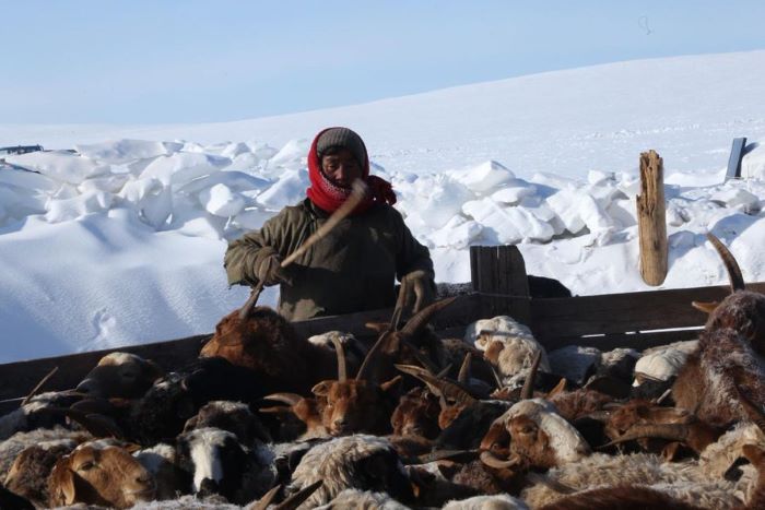 The EU assists Dzud victims in Mongolia