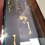 Lucy_(Australopithecus)_National_Museum_of_Ethiopia